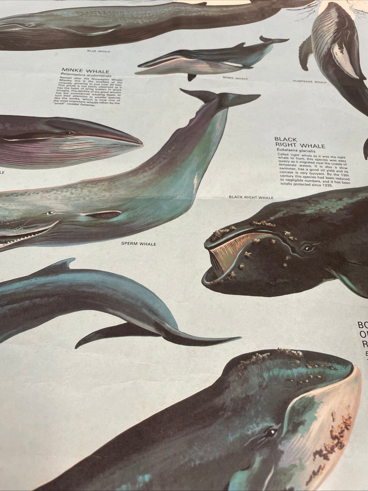 VINTAGE WHALES EDUCATIONAL POSTER