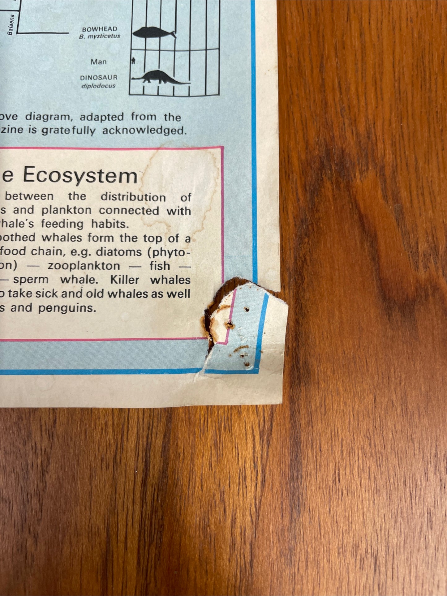 VINTAGE WHALES EDUCATIONAL POSTER