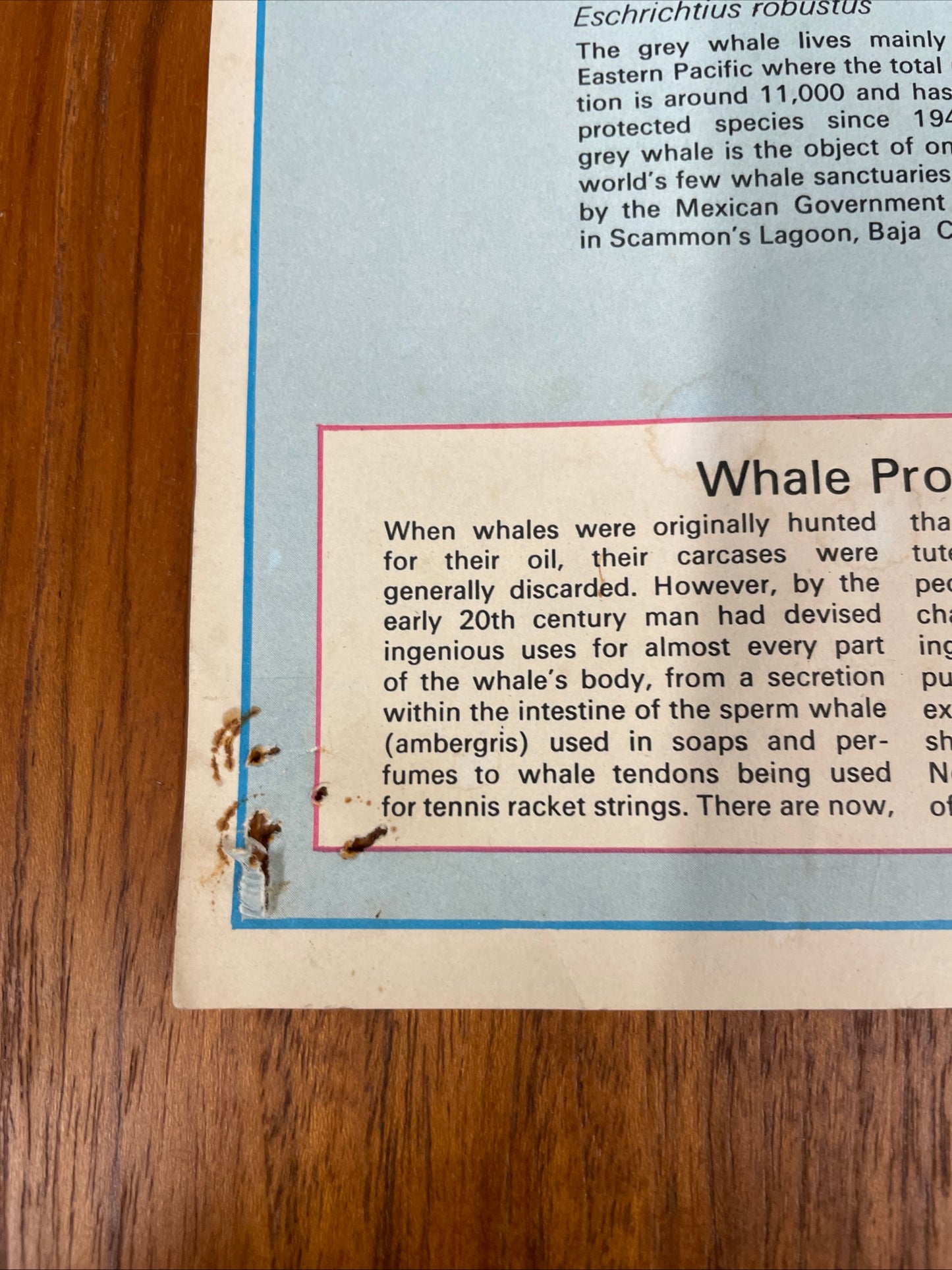 VINTAGE WHALES EDUCATIONAL POSTER