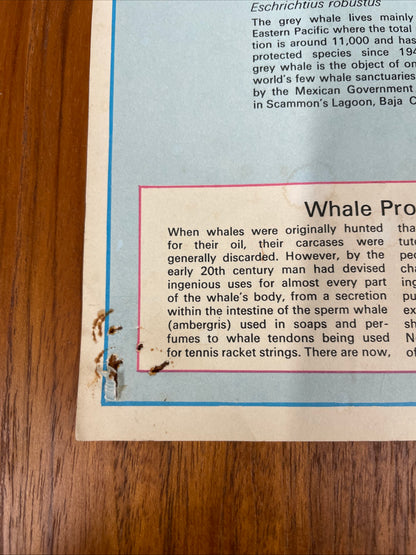 VINTAGE WHALES EDUCATIONAL POSTER