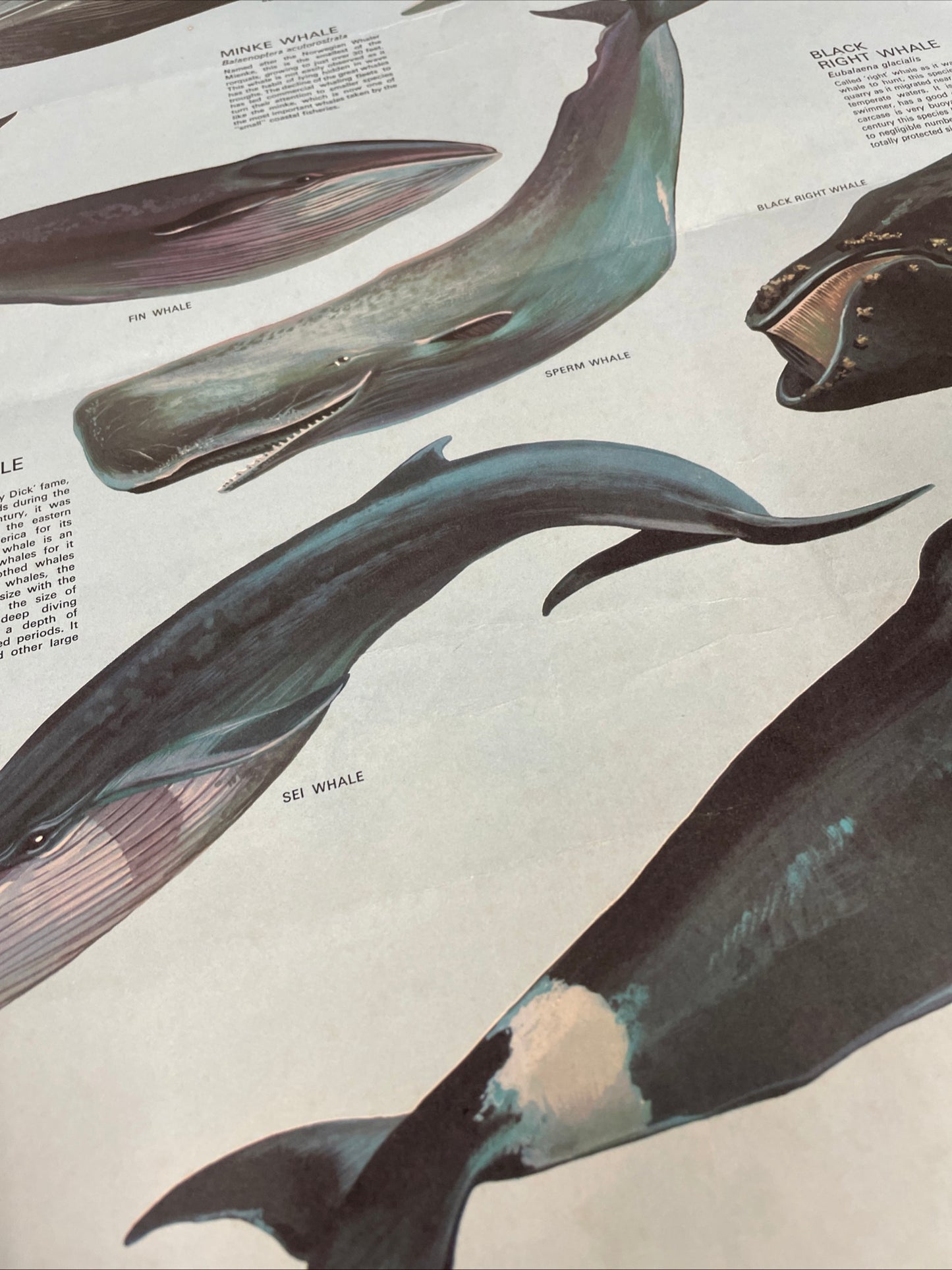 VINTAGE WHALES EDUCATIONAL POSTER