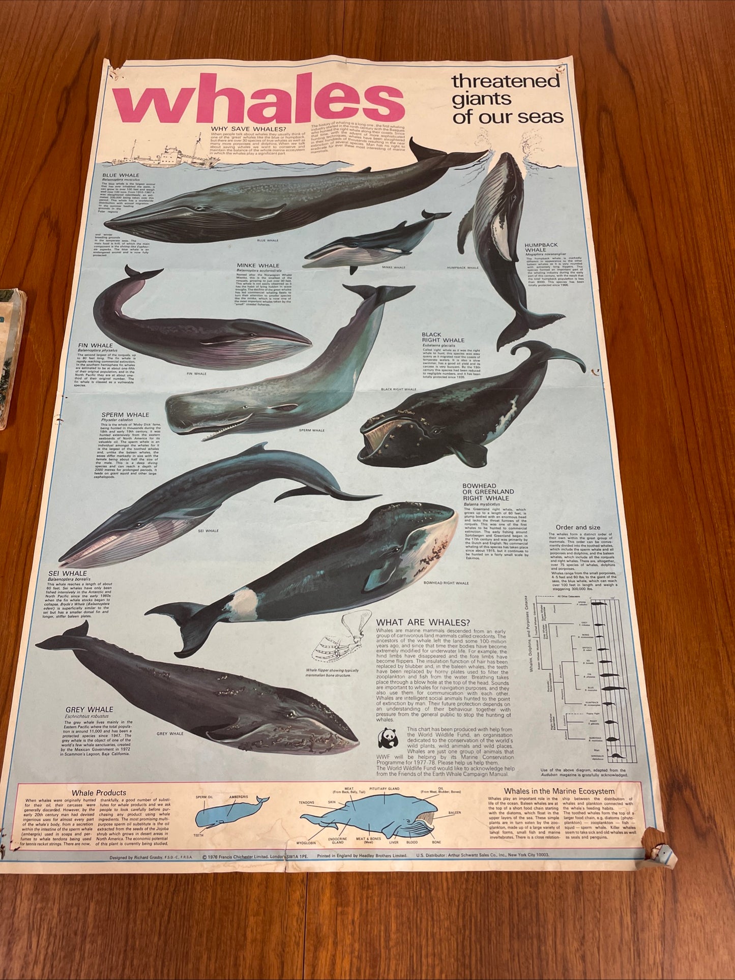 VINTAGE WHALES EDUCATIONAL POSTER