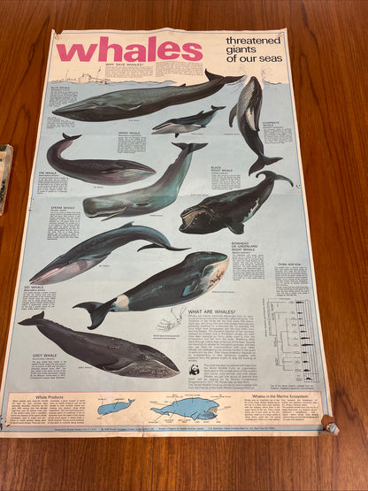 VINTAGE WHALES EDUCATIONAL POSTER